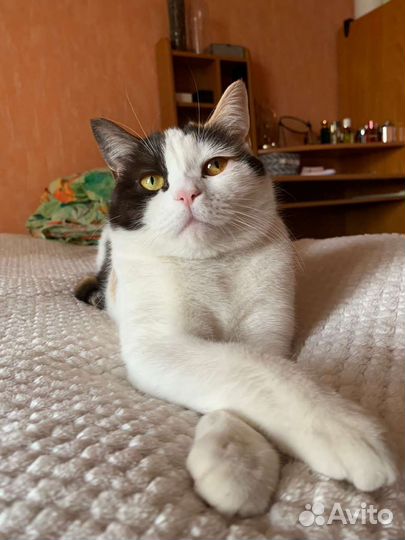 Кошка в добрые руки