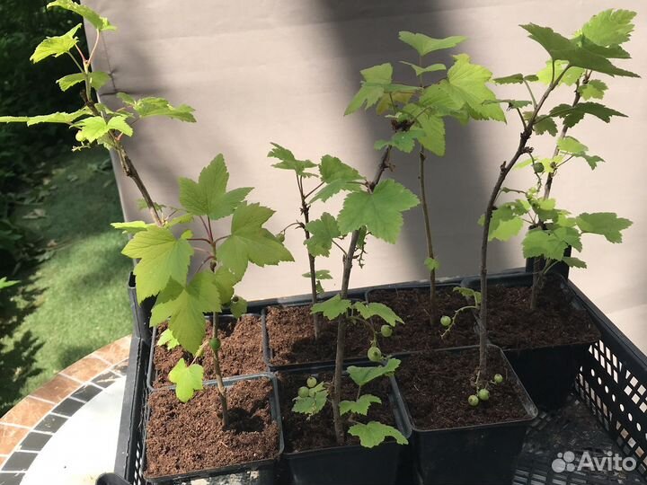 Красная и чёрная смородина, крыжовник