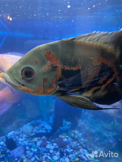 Аквариум с рыбками и полкой