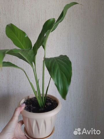 Спатифиллум