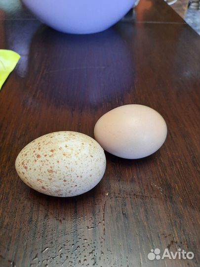 Инкубационное яйцо индейки и кур