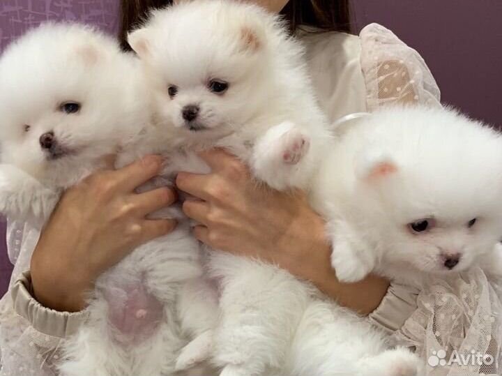 Щенки шпица