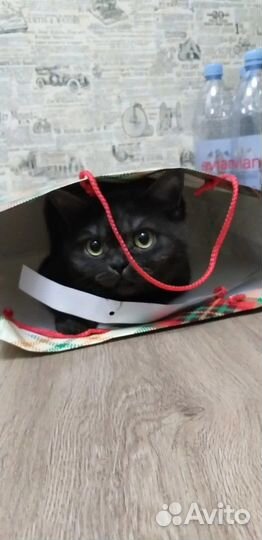 Британская кошка ищет дом