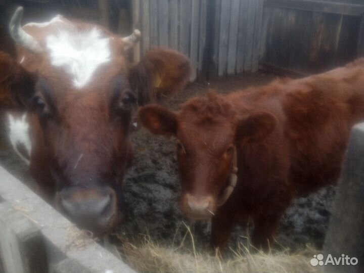 Продажа крс