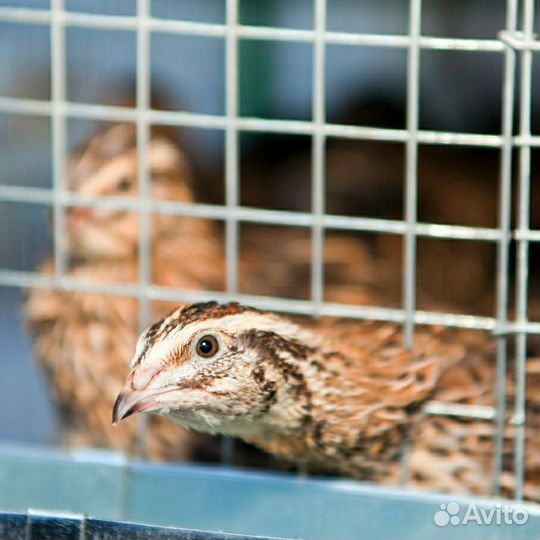 Птица перепелочка под ключ, клетки от одного до 5