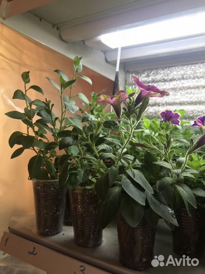 Укорененные черенки вегетативной петунии