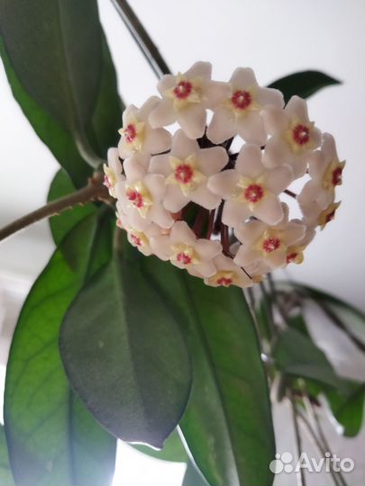 Хойя, укорененная