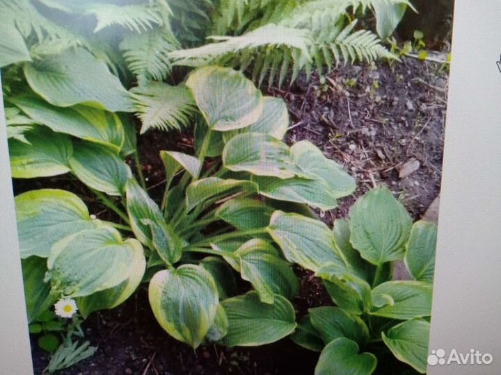 Хоста растение