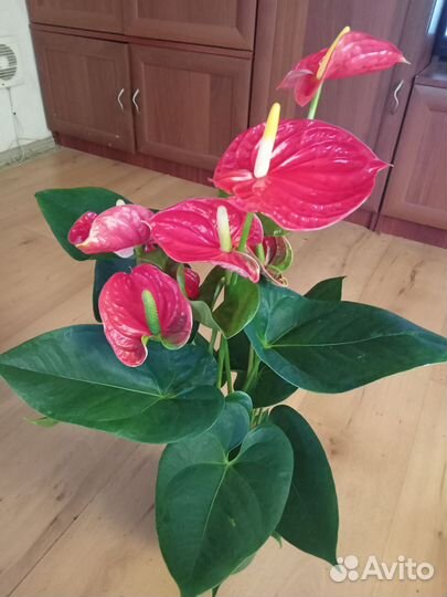 Антуриум Красный 60см