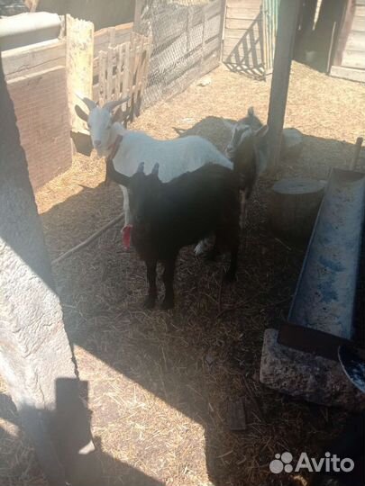 Молодые козочки 6мес,одна дойная коза