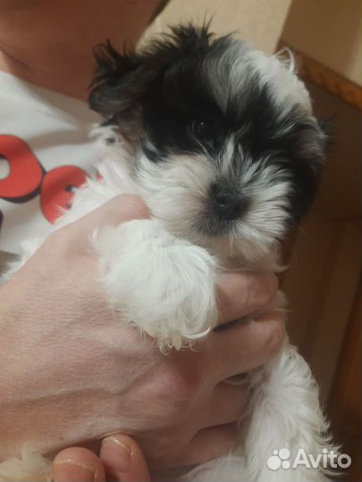 Метис от мальтезе