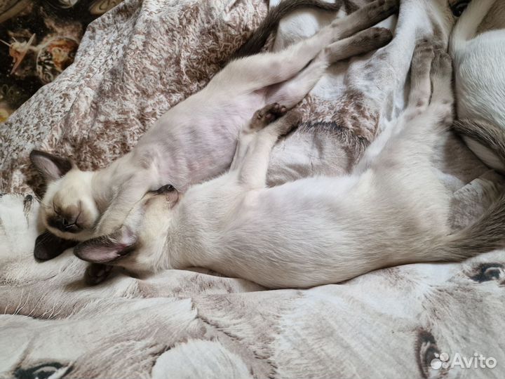 Ориентальный кот