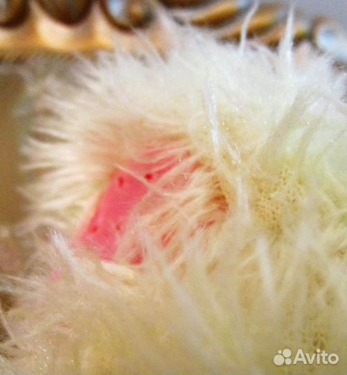 Плюшевый медведь 60см