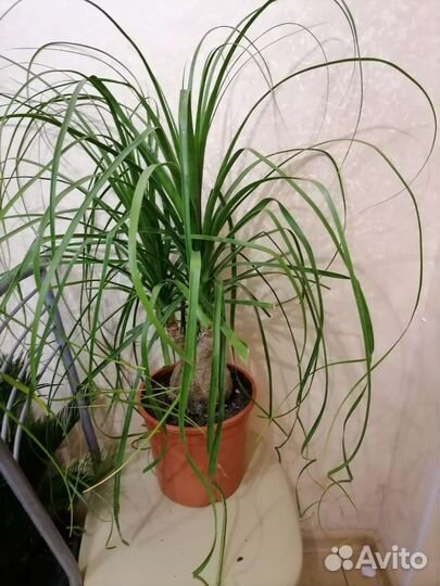 Пальма Налина или бутылочное дерево, бакарнея