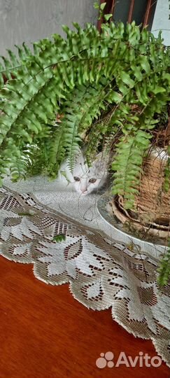 Котенок девочка в добрые руки