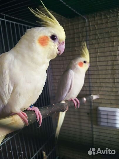 Птенцы Кореллы