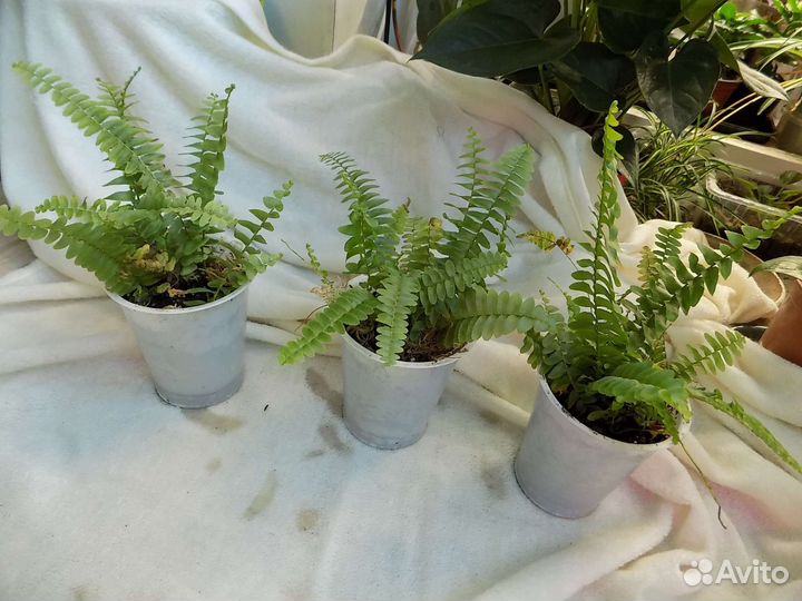 Комнатные цветы, домашние растения