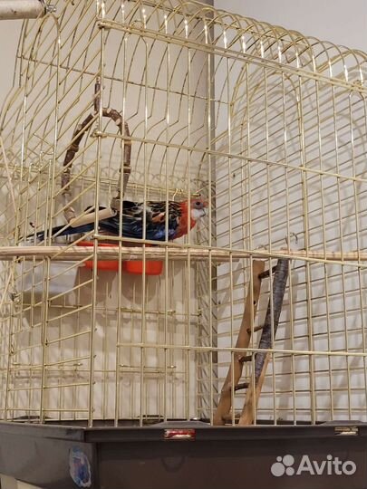 Попугай розелла