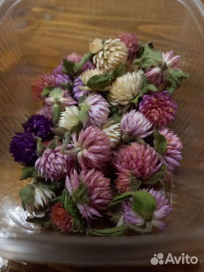 Сухоцветы. Гомфрена