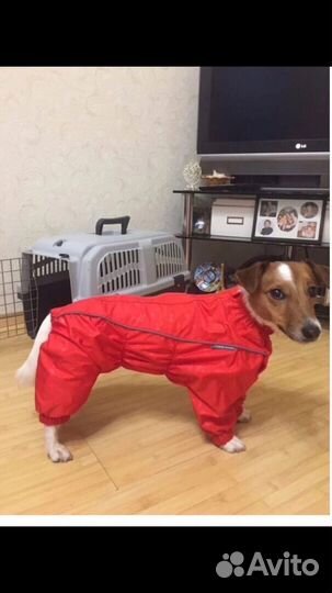 Фрисби, амуниция, инрушки для собак