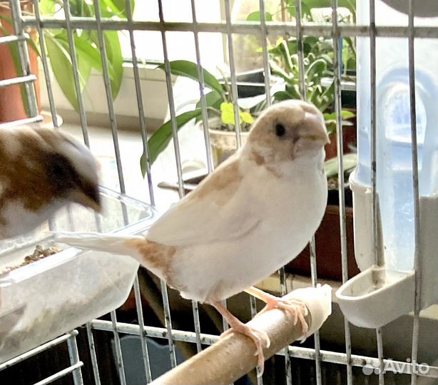 Японская амадина, птенцы