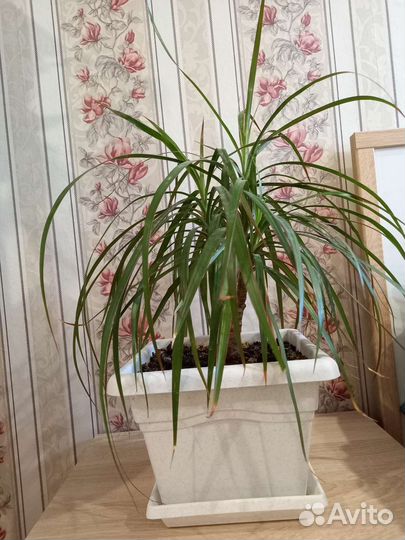 Драцена маргината