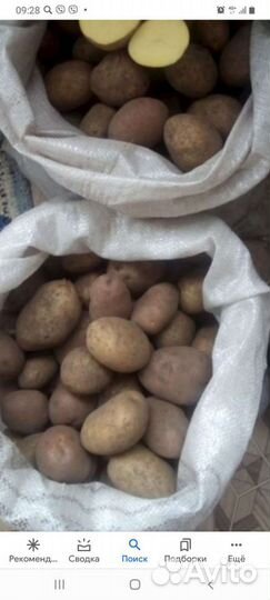 Продам картофель