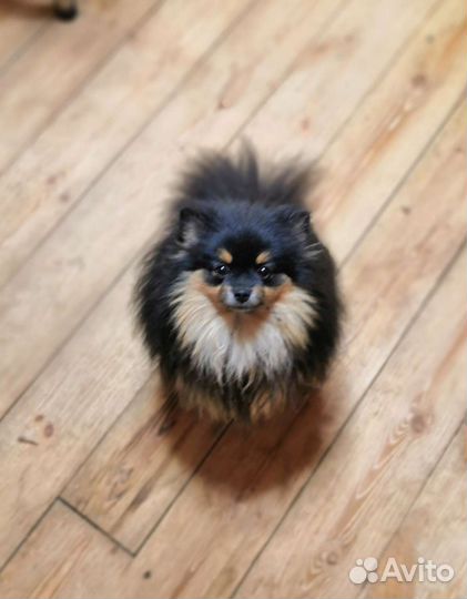 Шпиц девочка-неженка