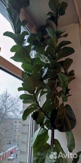 Фикус Лирата h 300