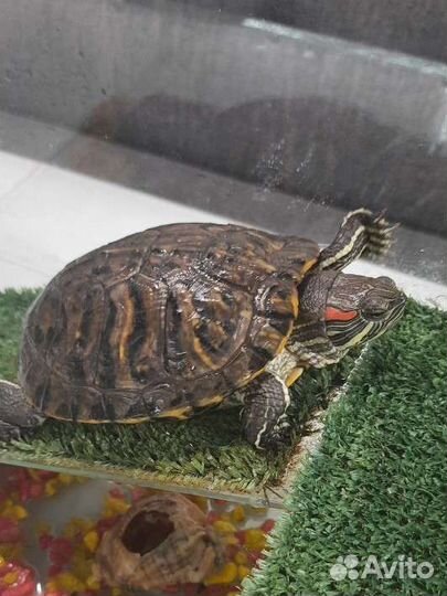 Черепаха с аквариумом
