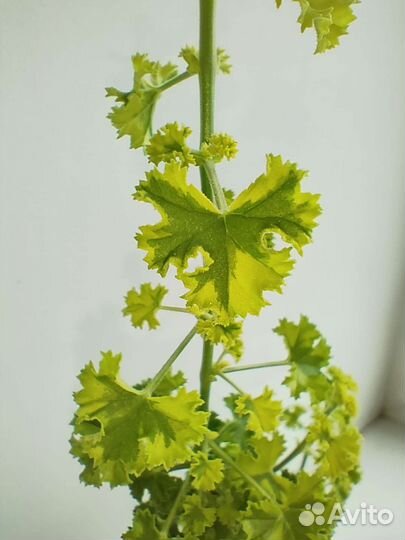 Пеларгония герань душистая