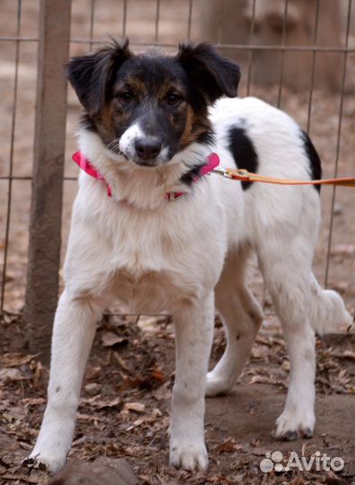 Помоги не задержаться в приюте