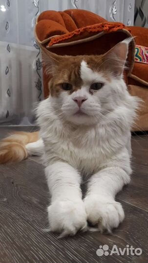 Кот мейн кун