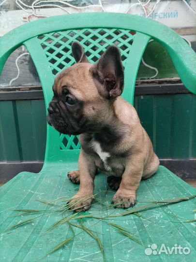 Французский бульдог девочка
