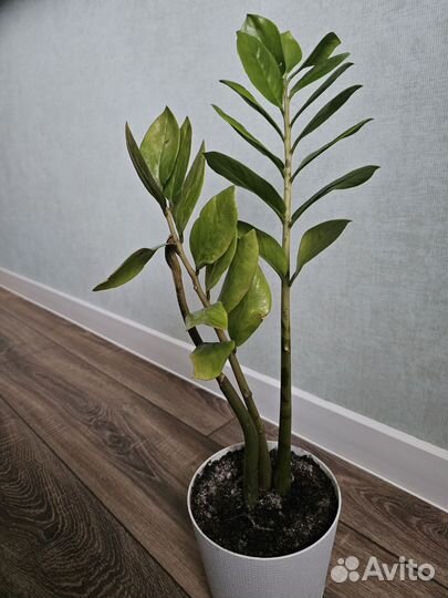 Замиокулькас