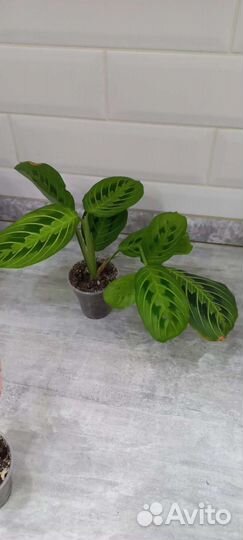 Комнатные растения