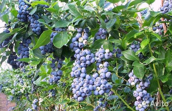 Саженцы голубики