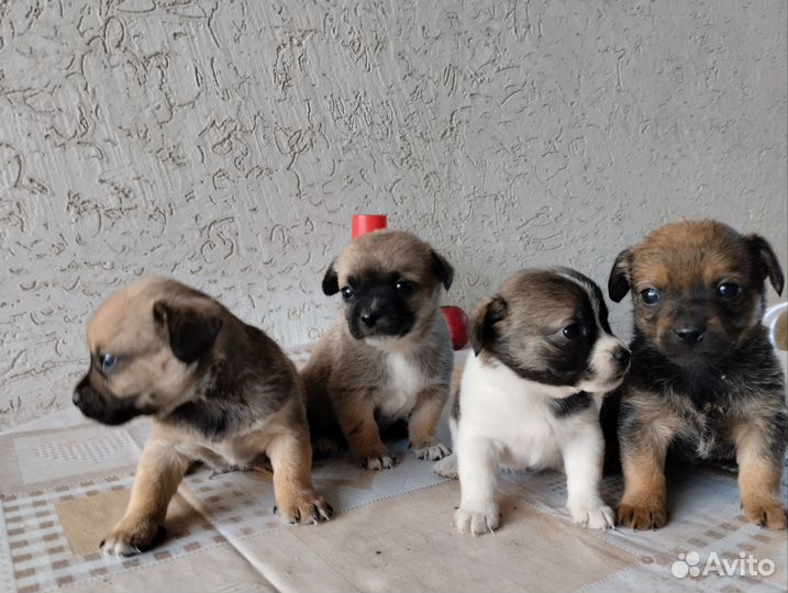 Щенки