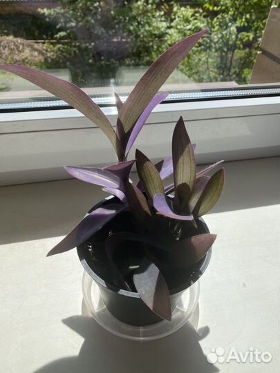 Цветы комнатные(Сеткреазия пурпурная)