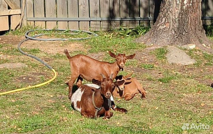 Стадо Мурсиано Гранадино и Камерунские