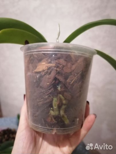 Орхидея фаленопсис