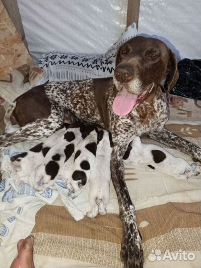 Продам щенков Курцхара