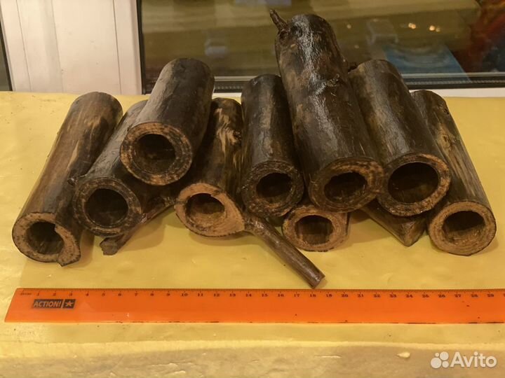 Анциструсы звездчатые L181 Креветки Амано