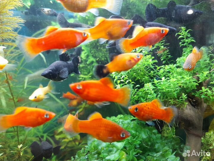 Пецилия, гуппи, моллинезия креветки, растения