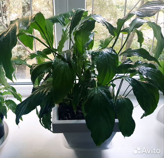 Спатифиллум