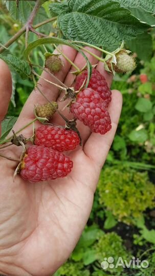 Ягодные кустарники