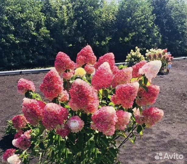 Набор из метельчатых гортензий