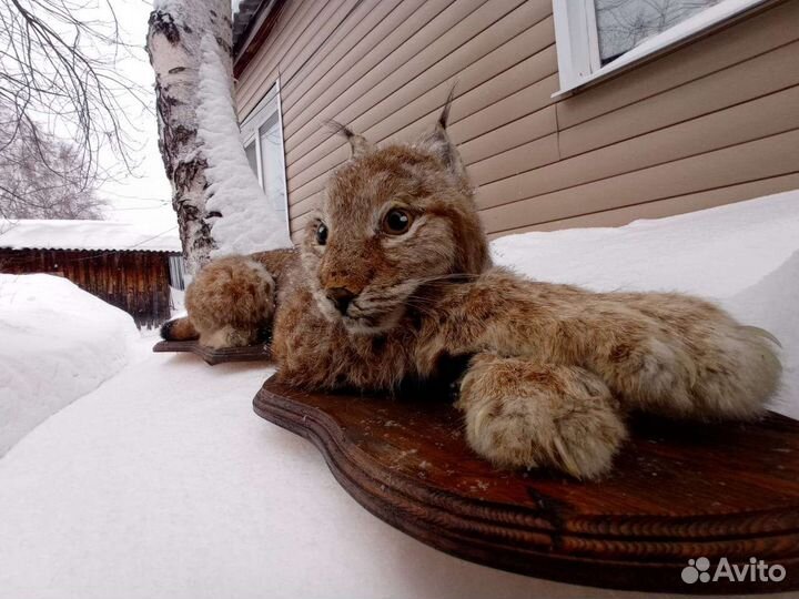 Имитация рыси