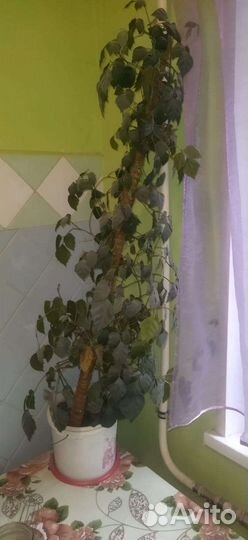 Домашние цветы