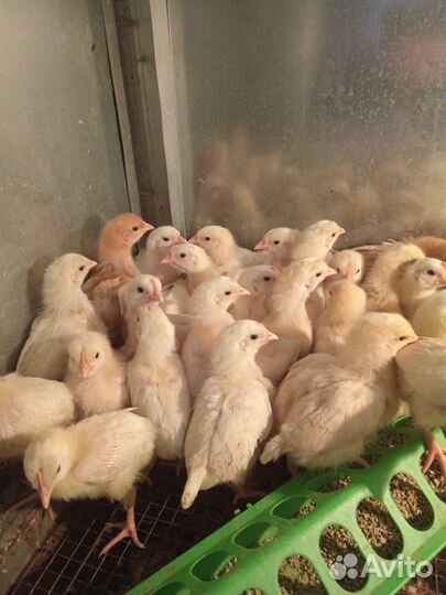 Цыплята